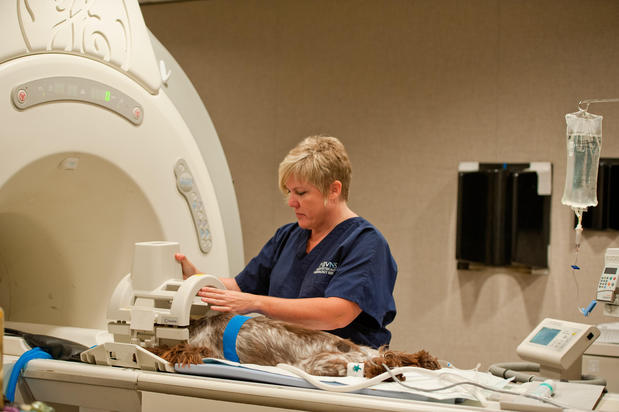 Images Bush Veterinary Neurology Service (BVNS) - Rockville