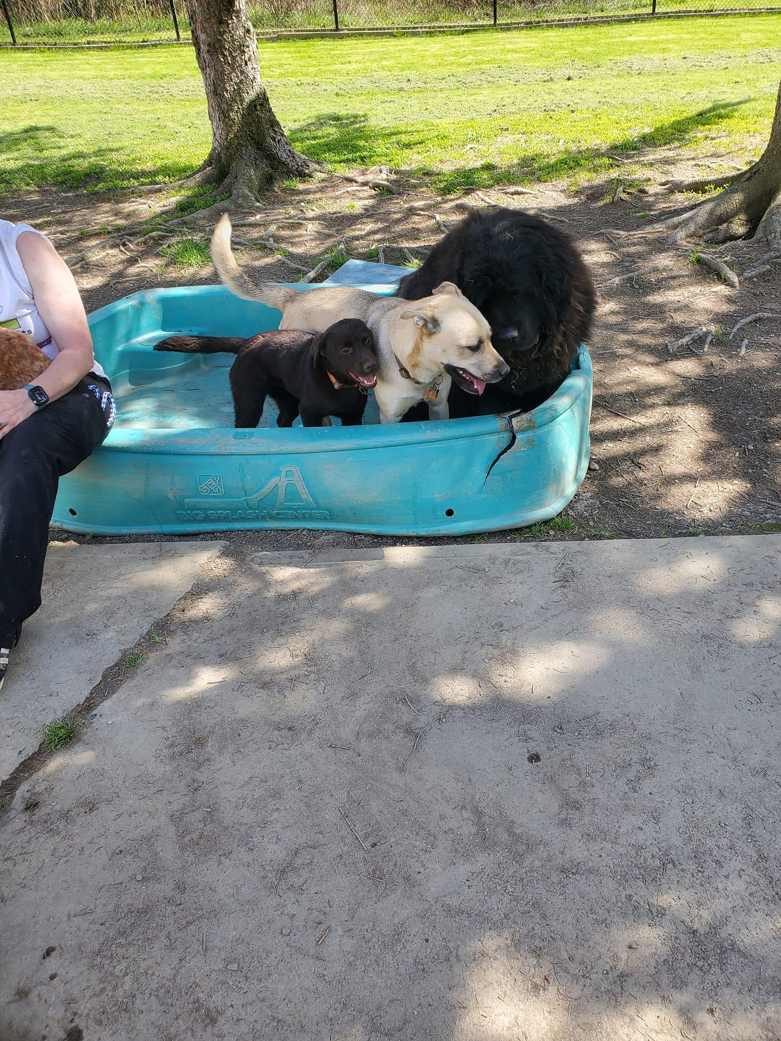 Creature Comforts Pet Resort