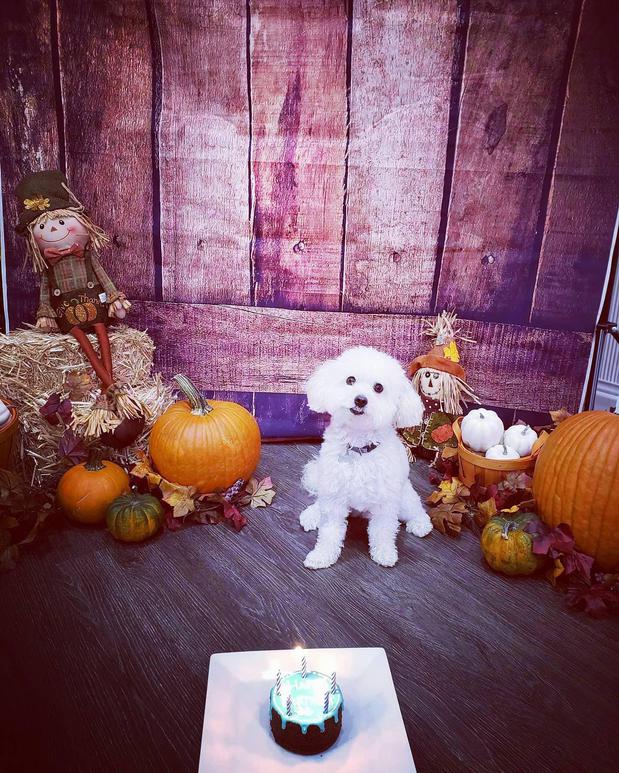 Images Woof Gang Bakery & Grooming Round Rock