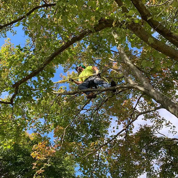 Images O'Brien Outdoors Tree Service