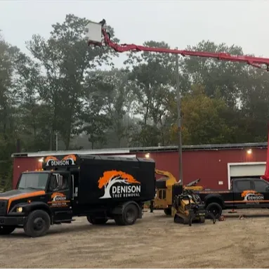 Images Denison Tree Removal