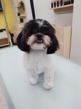Images Well Groomed Pets McAllen