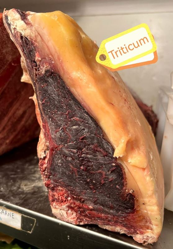 Pizzeria Bisteccheria Triticum