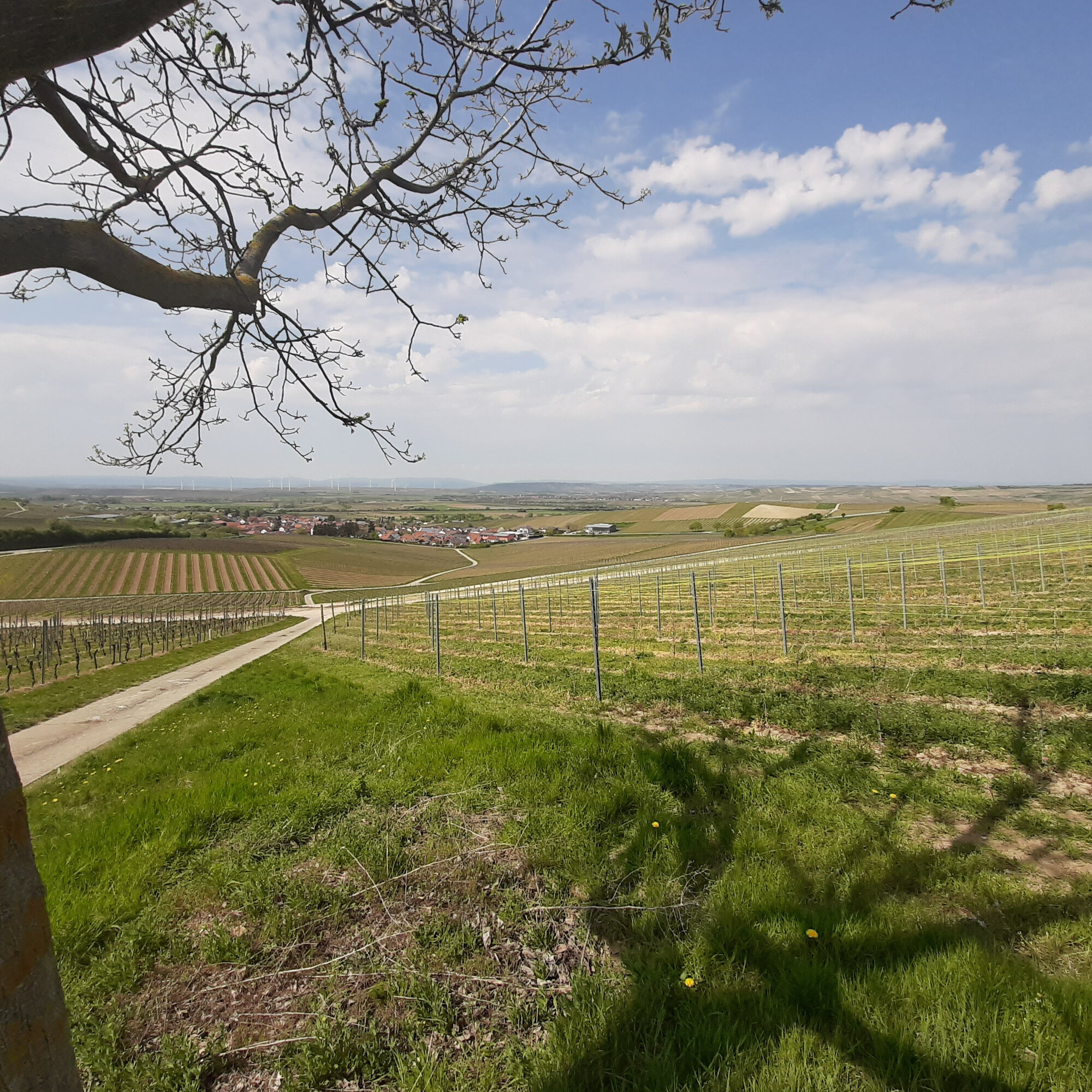 Weinhaus Uhl, Untergasse 2 in Lonsheim