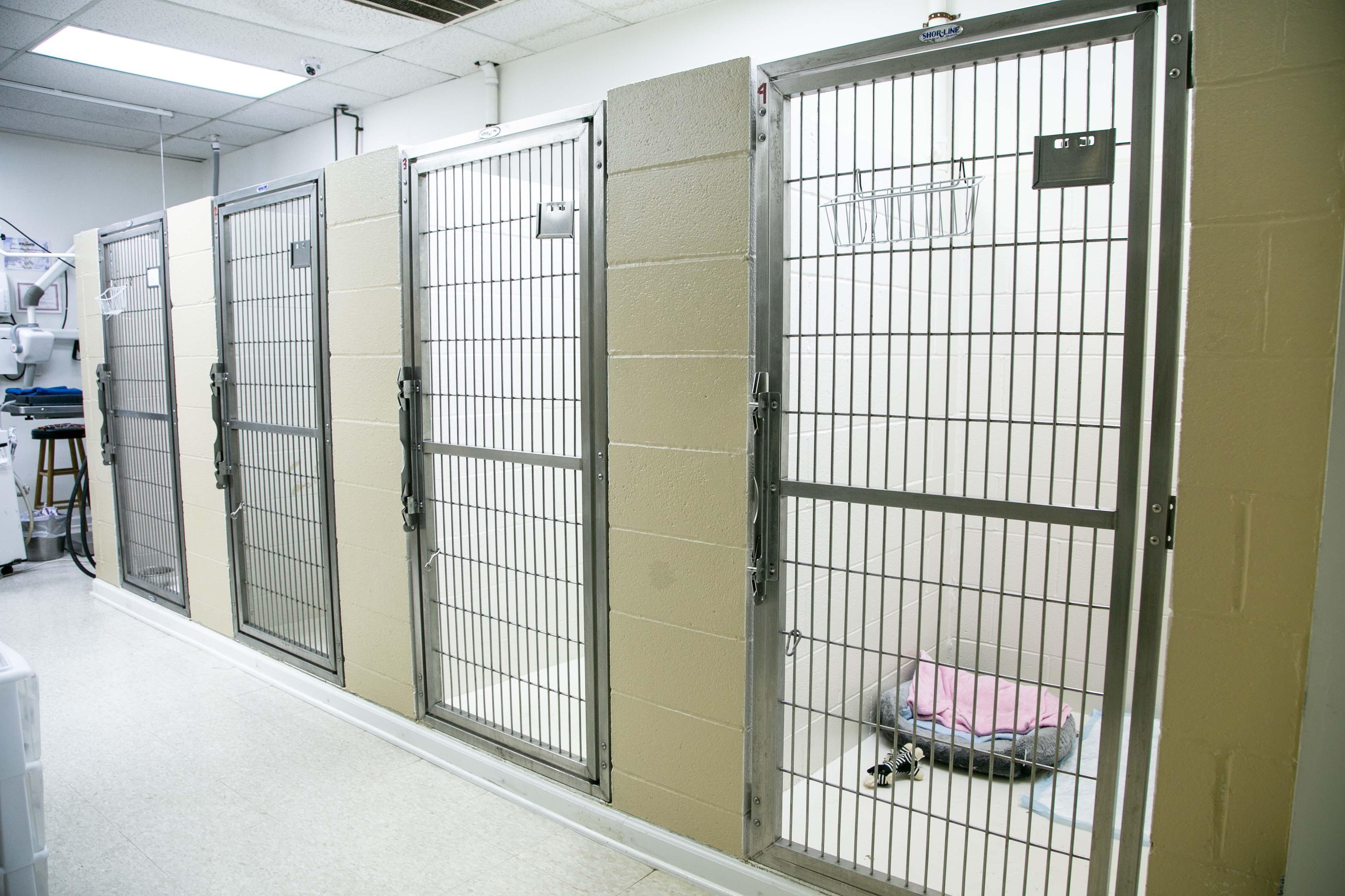 The boarding facilities at Parkville Animal Hospital are spacious and clean, providing the ultimate comfort for your canine friends.