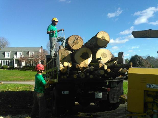 Images Arborscapes tree service