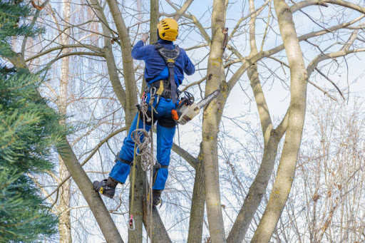 Images Brothers Cisco Tree Service