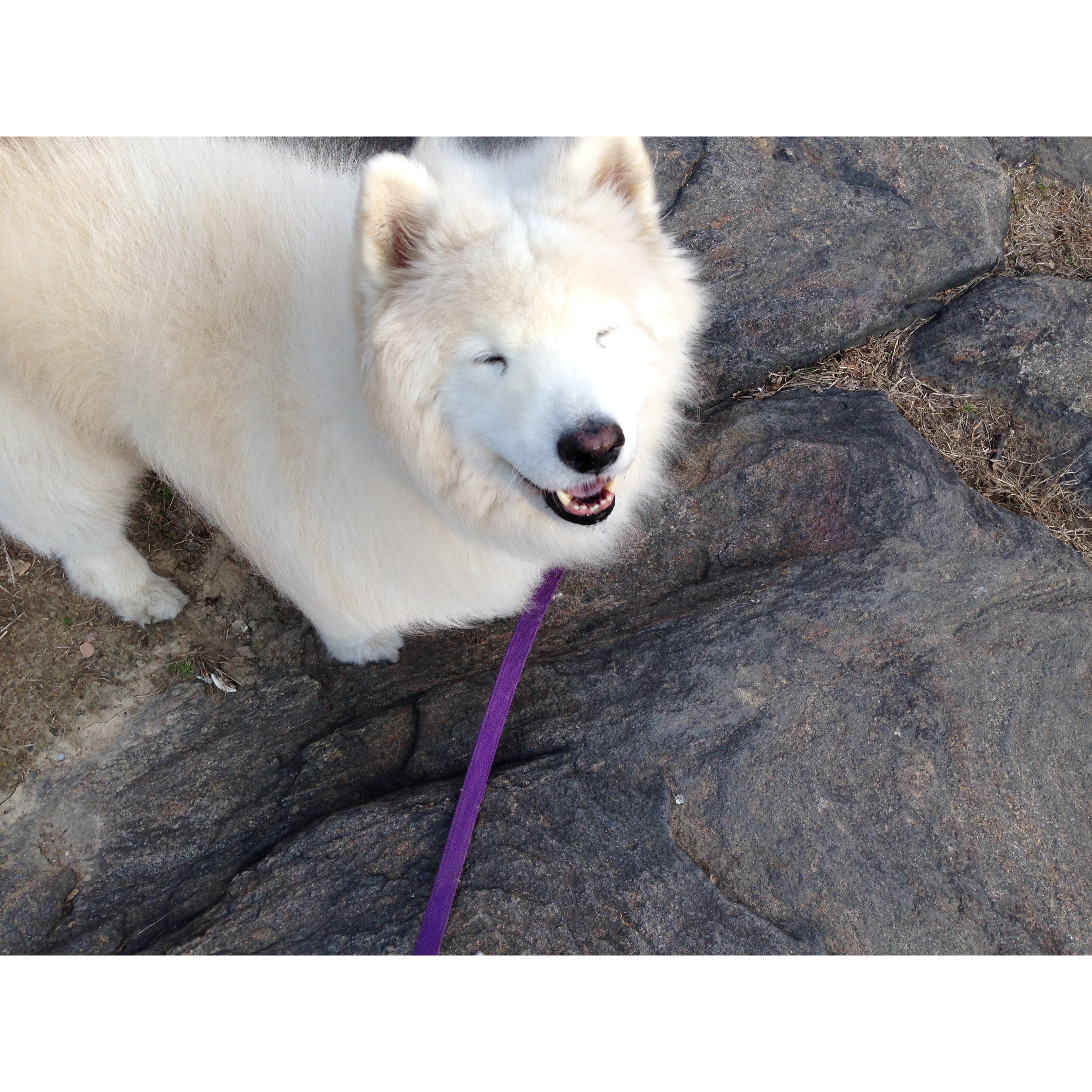 Paul's Dog Walking Services
