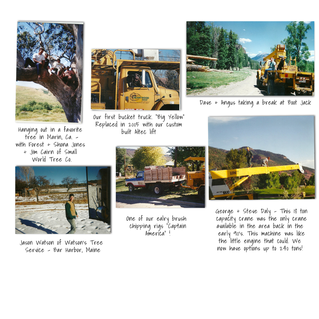 Heartwood West Tree Service Image