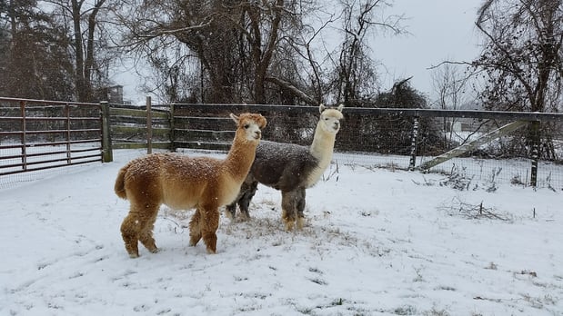 Images Alpaca Lane Criations