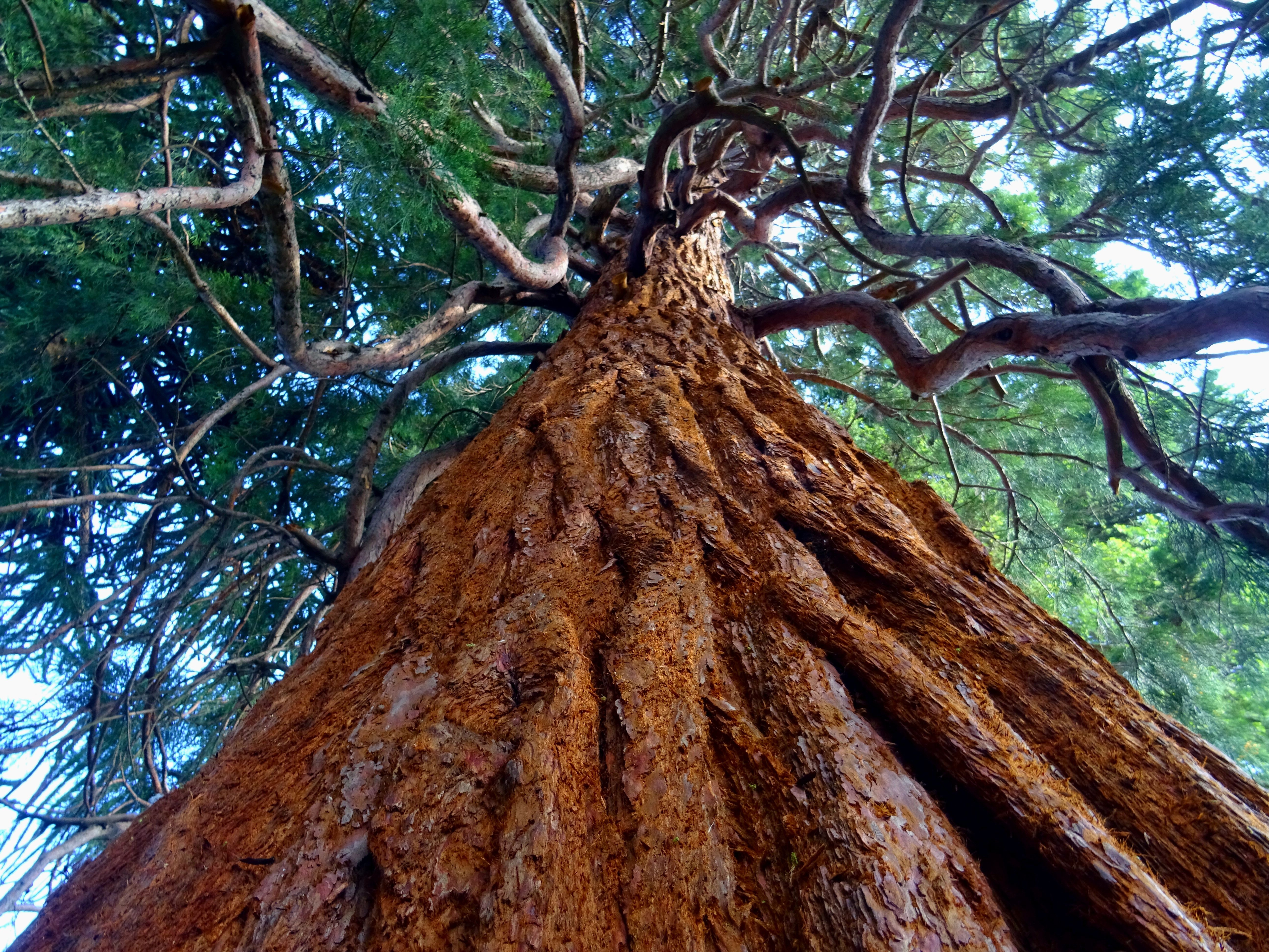 Images J. Daniels' Trees