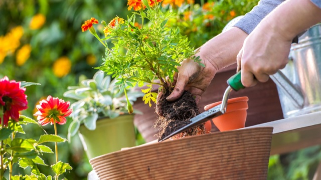 Northern Lights Doncaster Garden Centres Nurseries