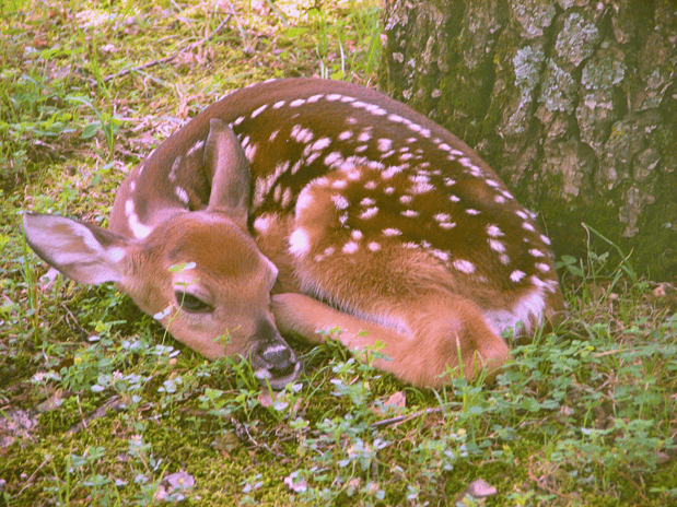 Images Foxfire Resort