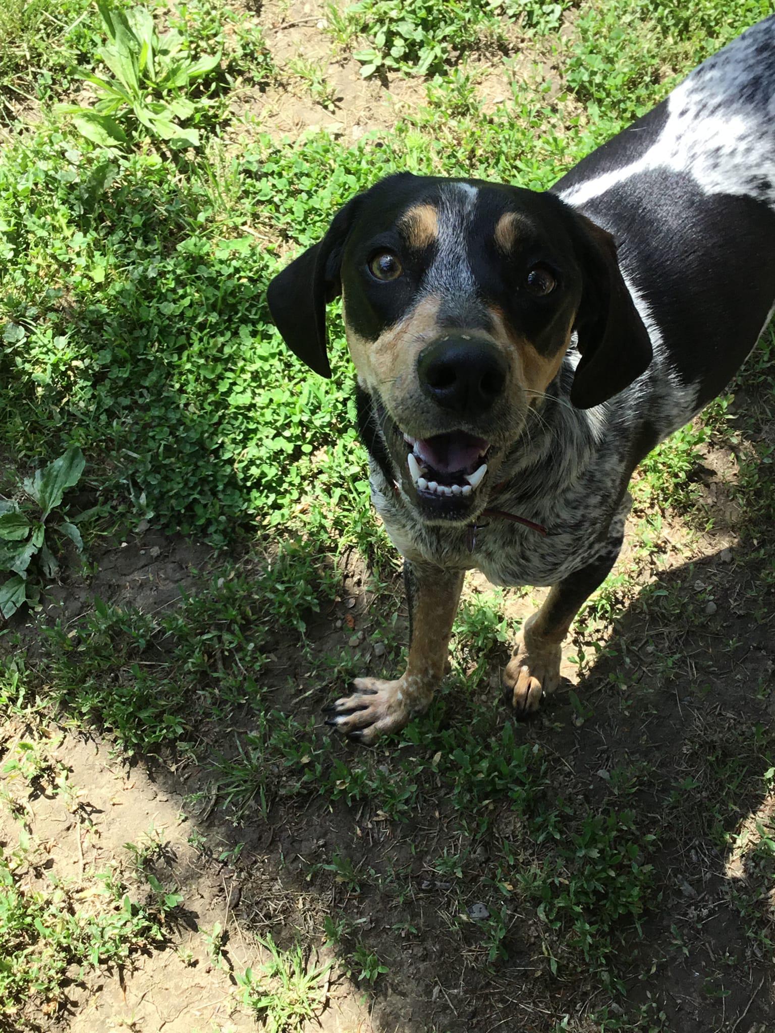 Creature Comforts Pet Resort