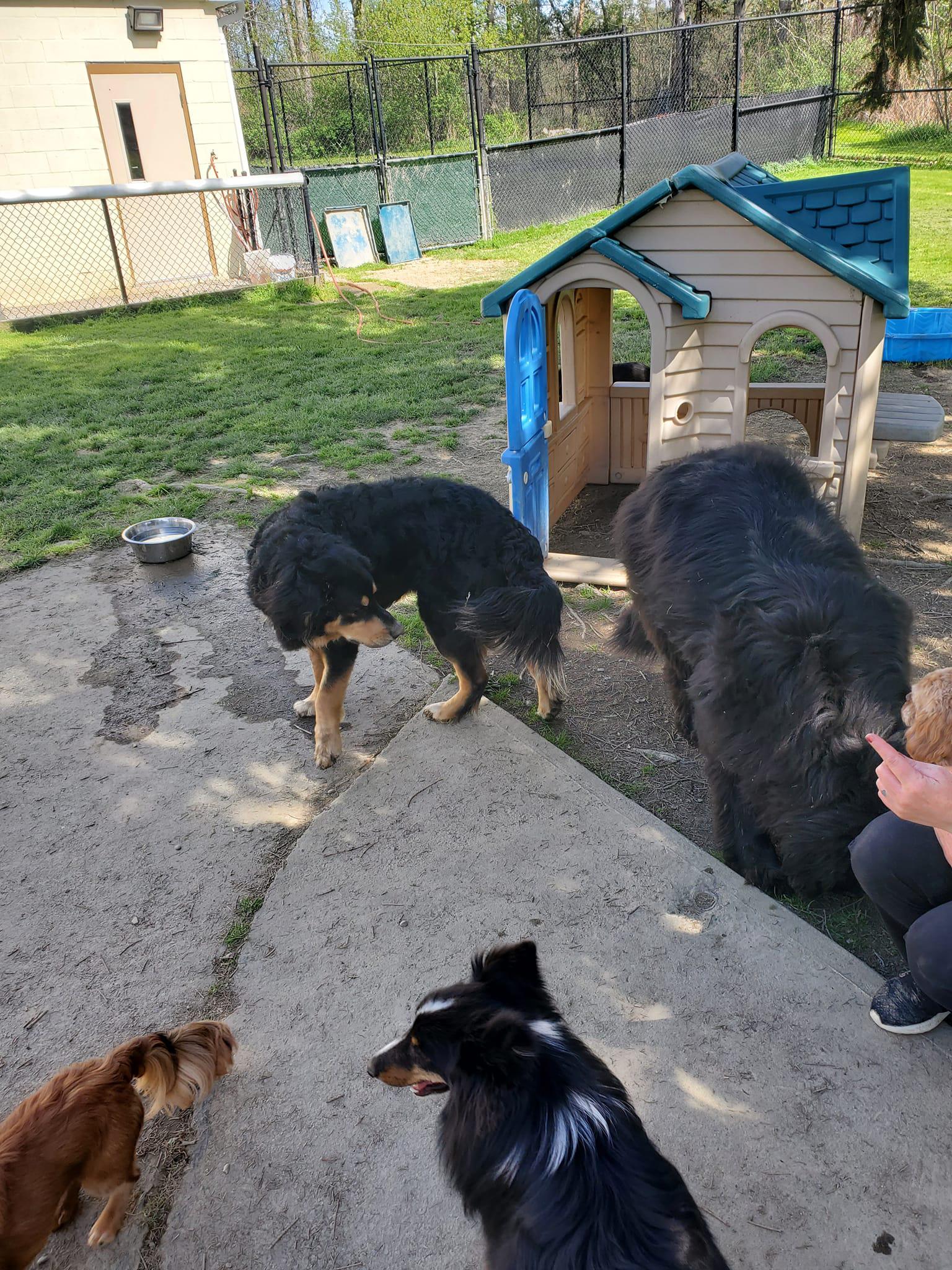 Creature Comforts Pet Resort