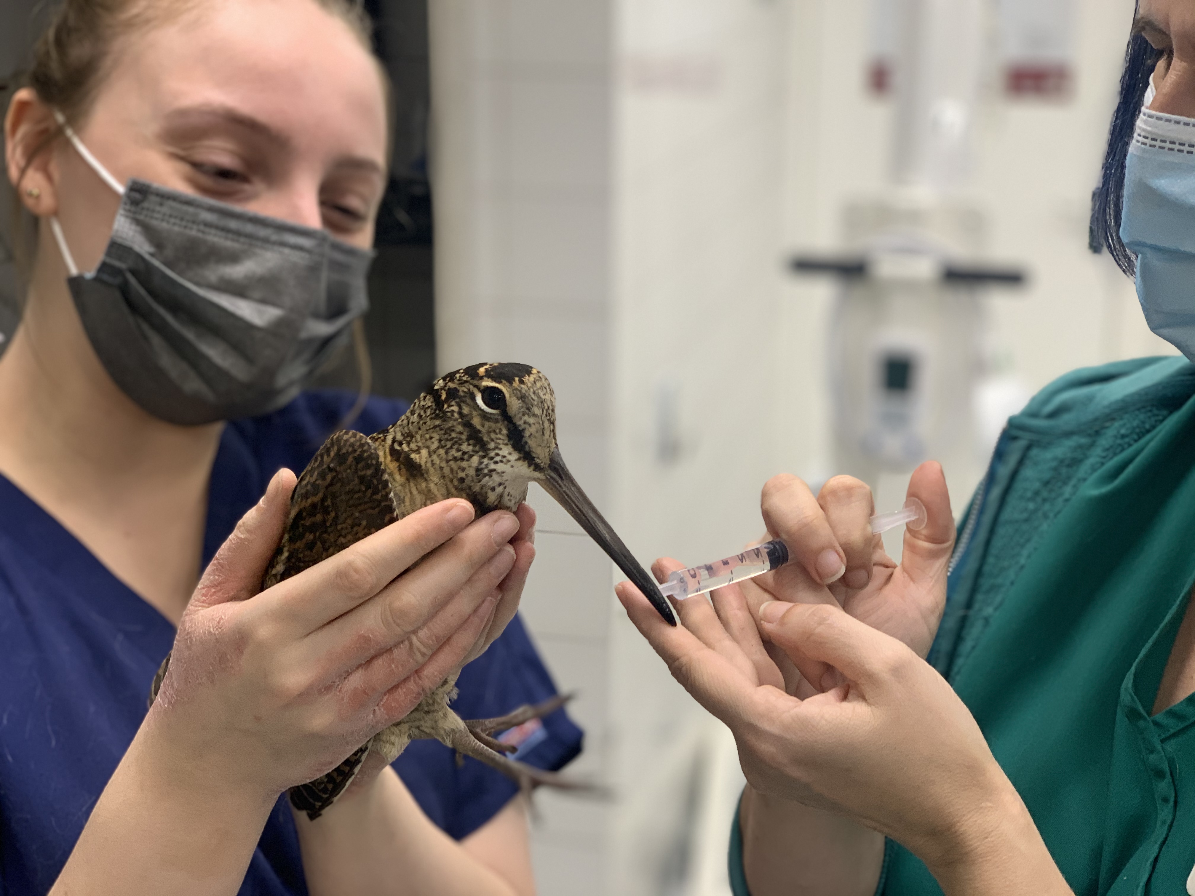 Images Streatham Hill Veterinary Surgery