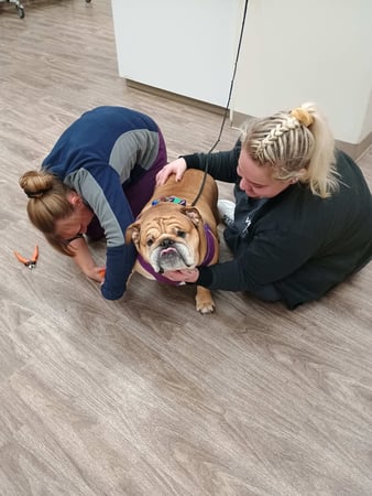 Images VCA AVH Animal Hospital