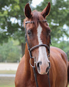 Images Star Ridge Stables