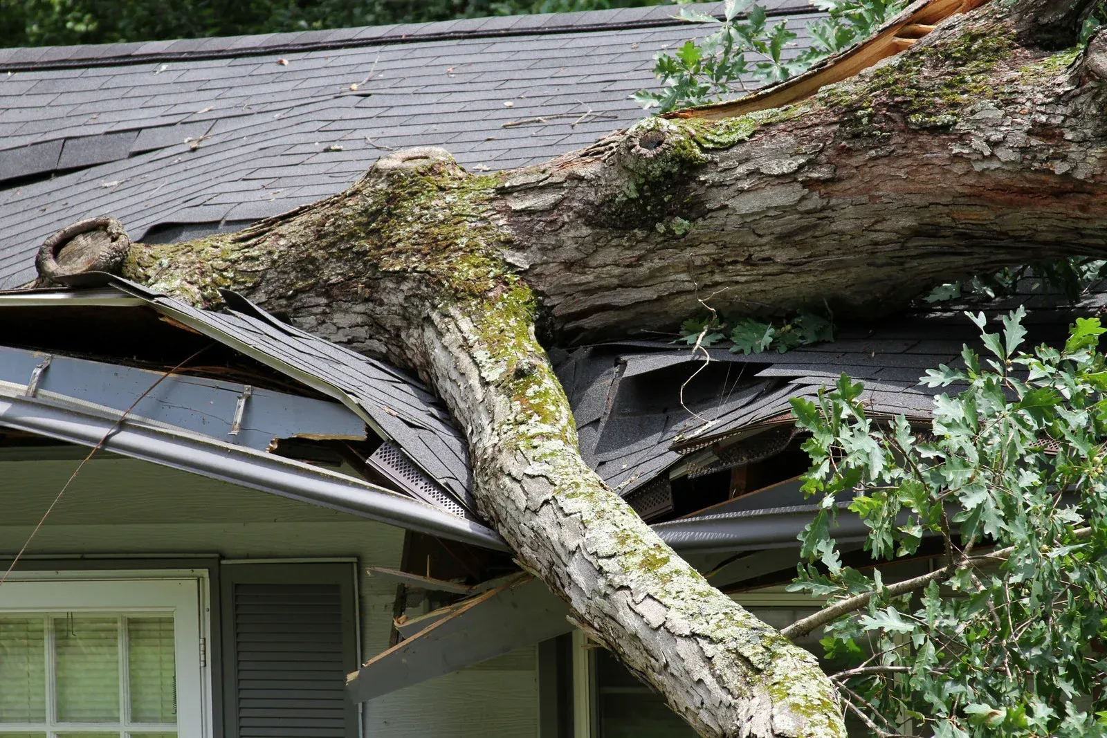 A large, moss-covered tree trunk has fallen onto the roof of a house, causing significant damage to the shingles, gutters, and underlying structure, indicating storm damage or a fallen tree emergency.