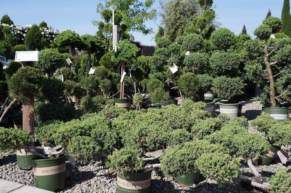 Evergreen topiary plants available.