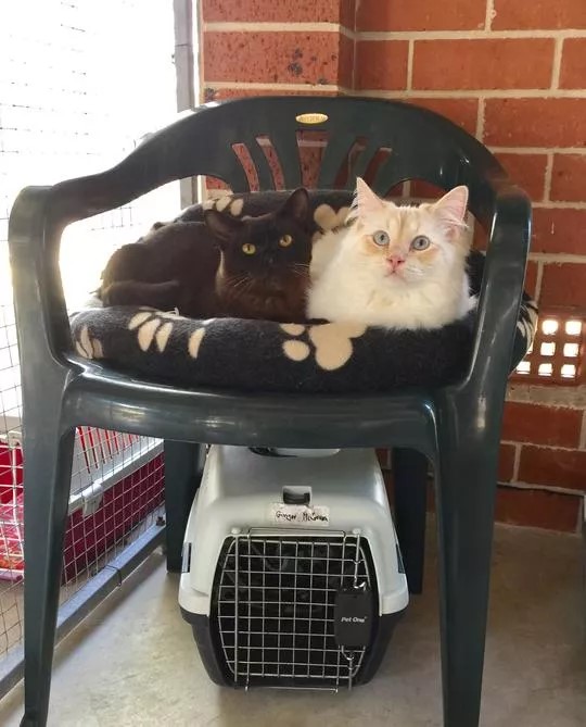 Images Glenhaven Boarding Cattery