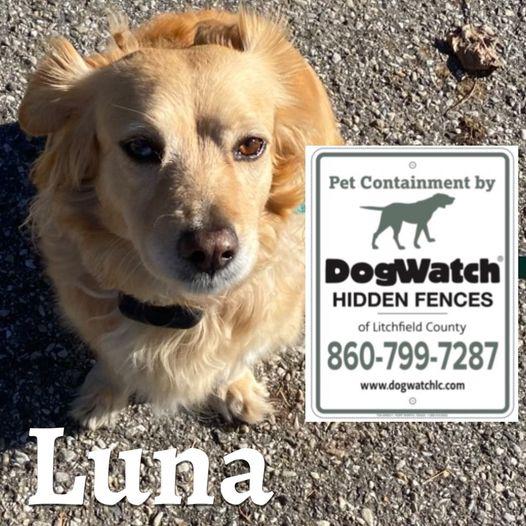 Images DogWatch of Litchfield County