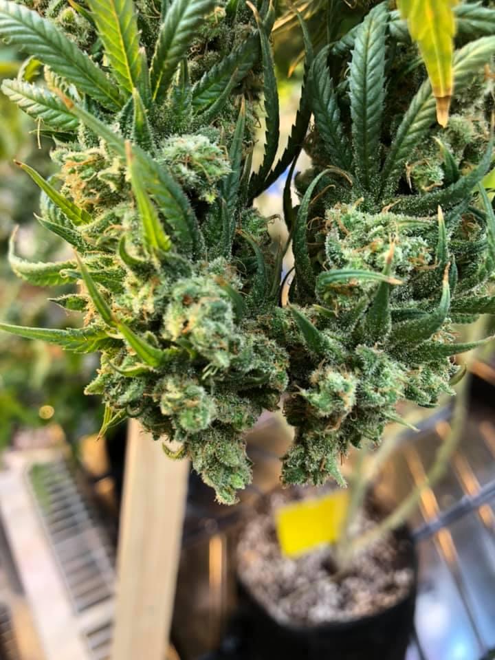 Native Harvest Dispensary Photo