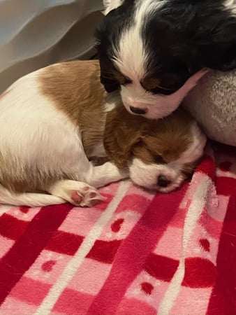 Images Judy's Cavaliers