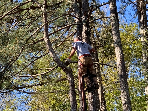 Images Huckabee Tree Service of Covington