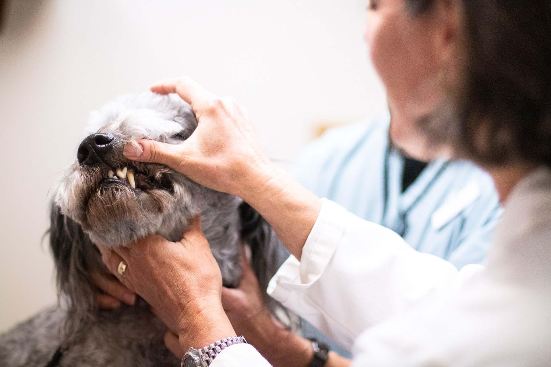 Part of your pet's exam includes and dental exam. We check for dental disease, which is about more than just bad breath, but about your pet’s complete health! Oral bacteria puts pets at risk for painful teeth and gums, and more serious issues like organ damage.