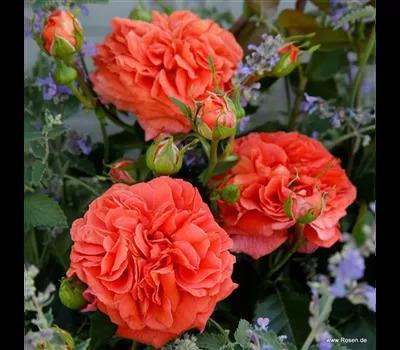 Rose 'Orangerie'_Zanker Gartenbau