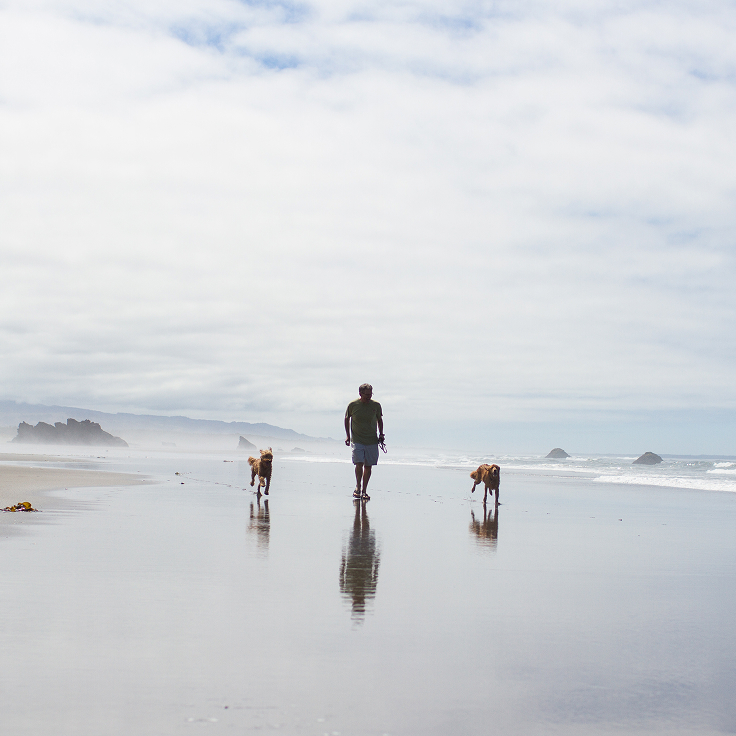 A person walking with two dogs along a serene beach under a cloudy sky. The calm ocean waves gently touch the sandy shore, creating a peaceful scene.