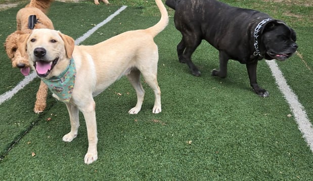 Images Wag Watchers DayCare & Spa