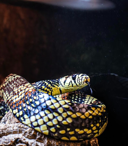 Images Cold Blooded Kingdom