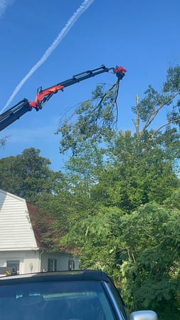 Images Green Holly Arborists