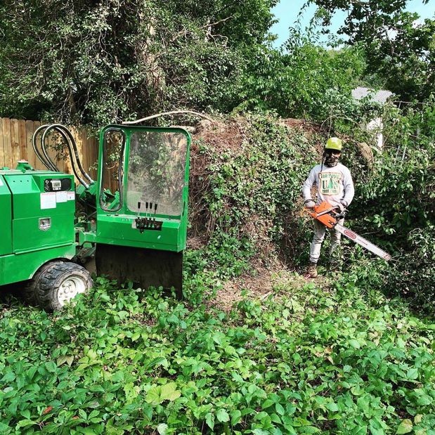 Images Native Tree Care LLC