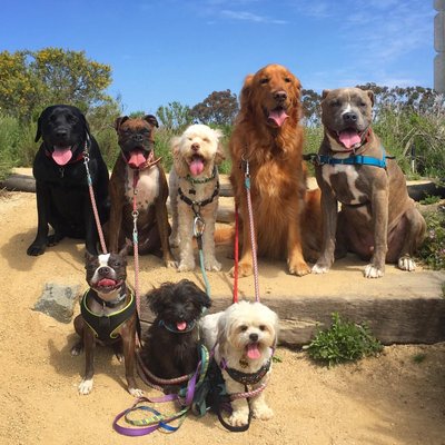 Dog Walking Services | Professional Dog Walkers in Annapolis