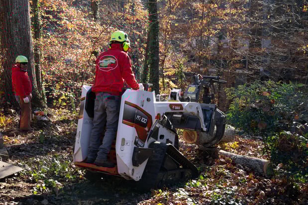 Images Northside Tree Professionals