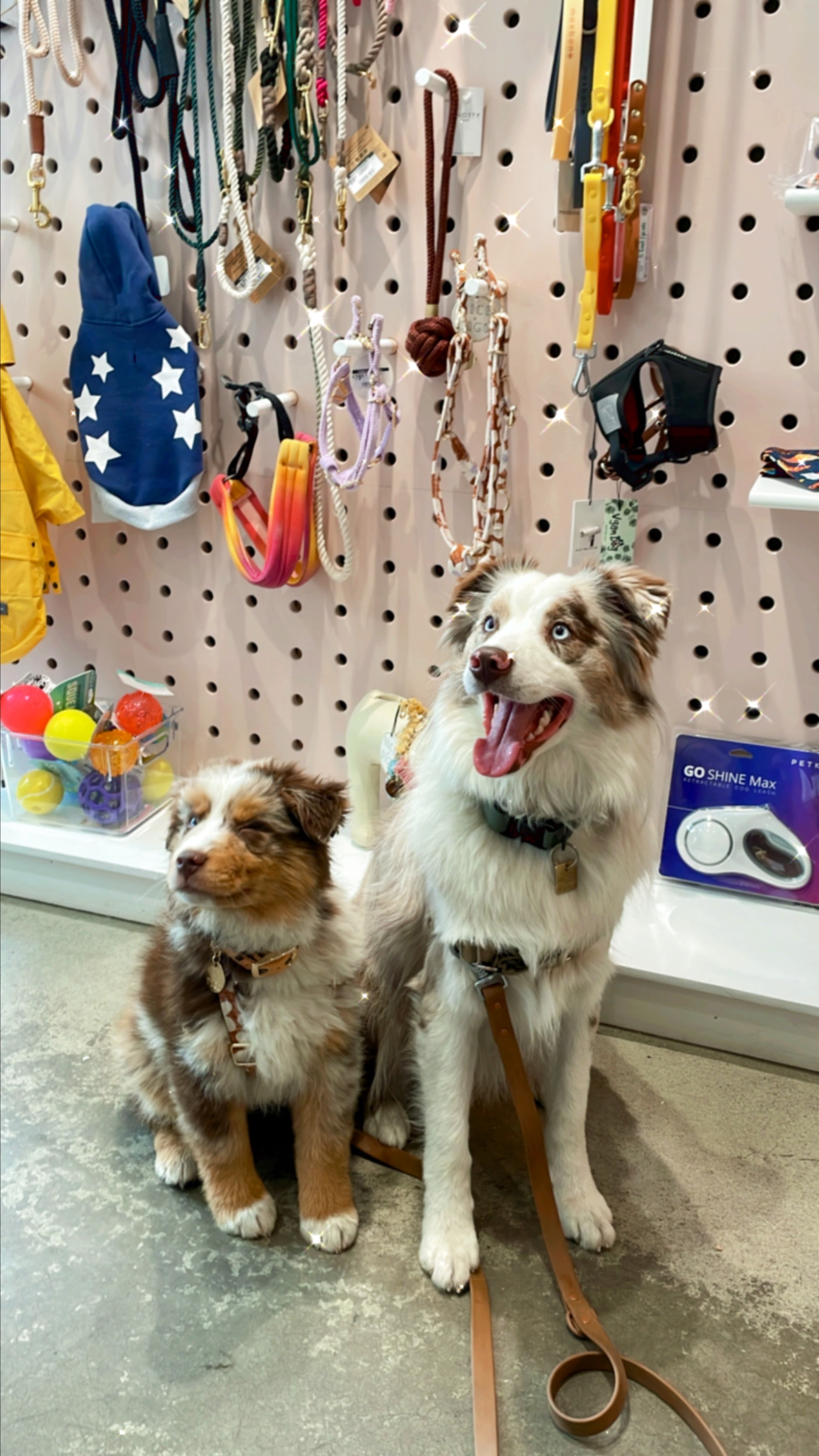 Images Pableen Pet Boutique