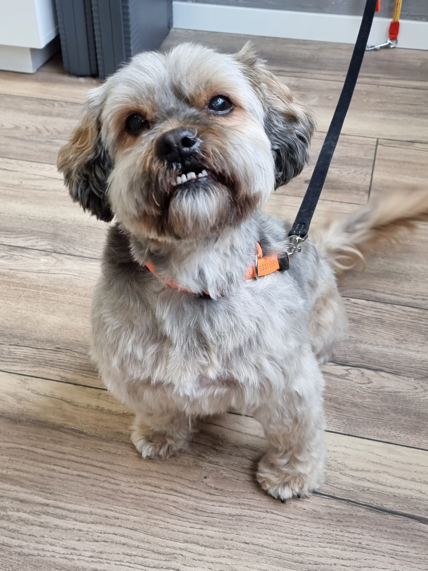 Mellys Hundesalon, Böwerweg 14 in Wittbek