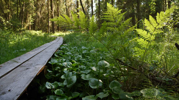 Images Kokkolan kaupunki