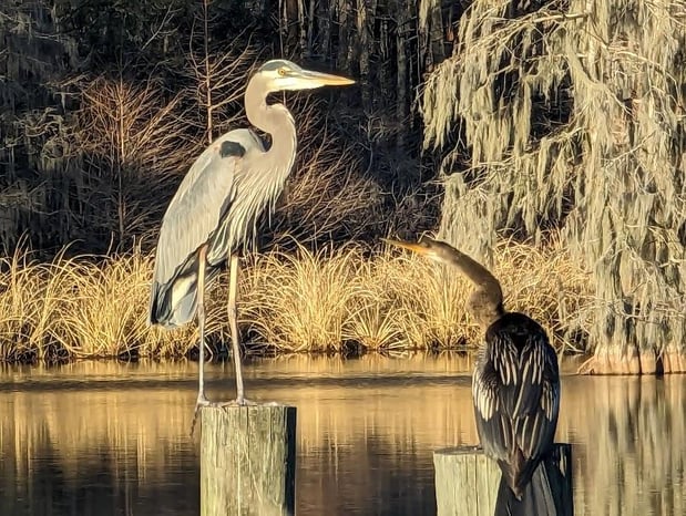 Images Bells Marina & Resort