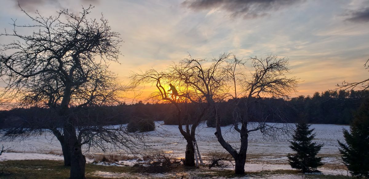 Tree pruning in Raymond Maine by TLC Tree.