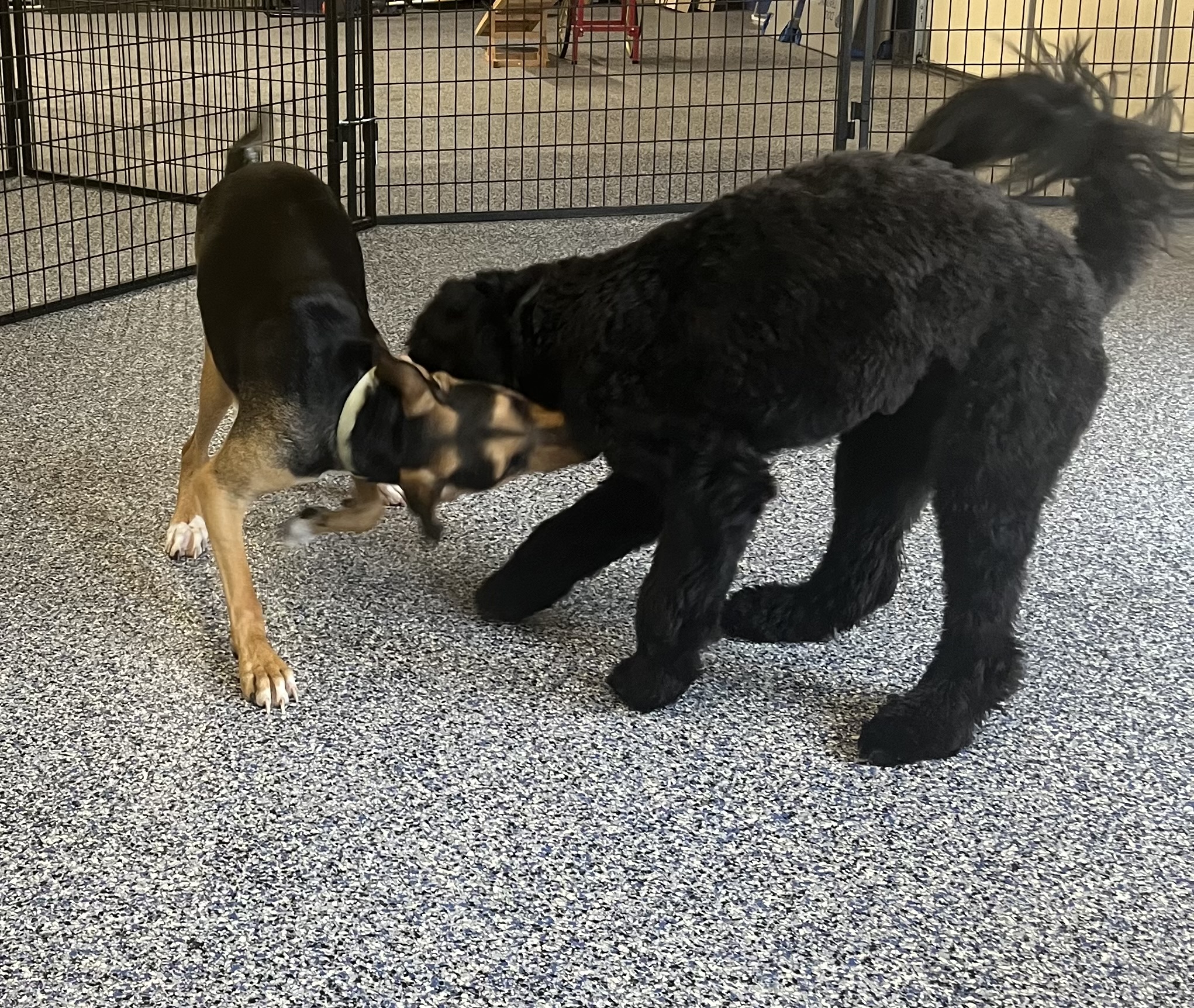 Two dogs engaging in friendly play and socialization inside the indoor daycare facility. 