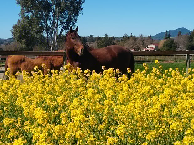 Images Empire Equine