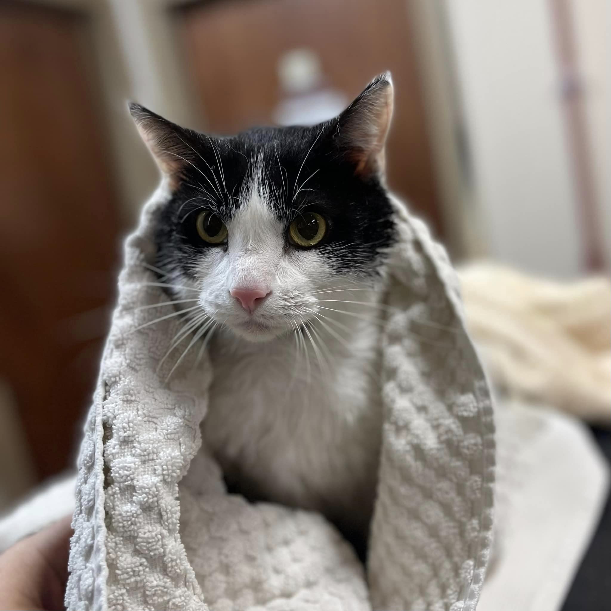 A black and white cat is wrapped in a fluffy white towel, looking directly at the camera with its yellow eyes. The cat has a pink nose and white whiskers. The background is softly blurred, suggesting an indoor setting, possibly a grooming area or a home.
