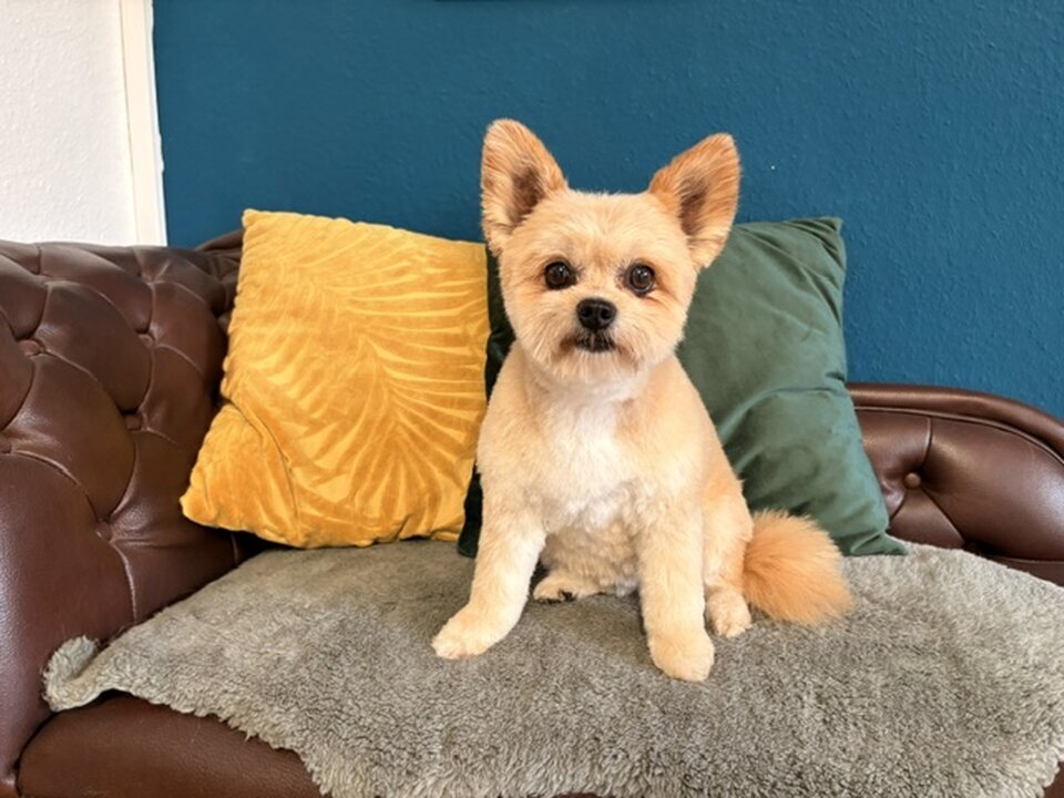 Artgerecht-dogspa, Gereonstraße 10 in Willich