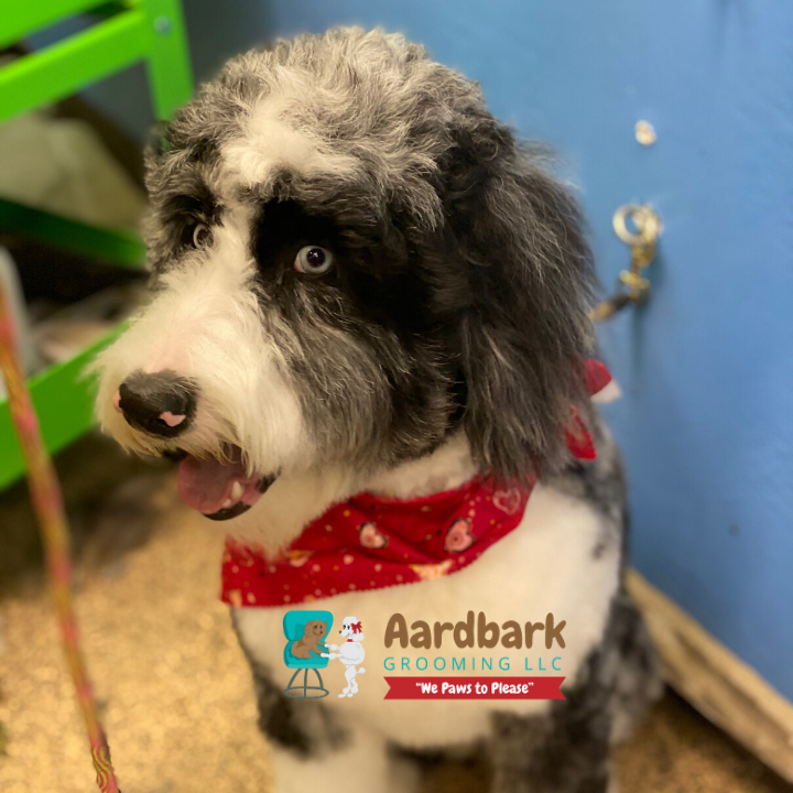 Aardbark Grooming Photo