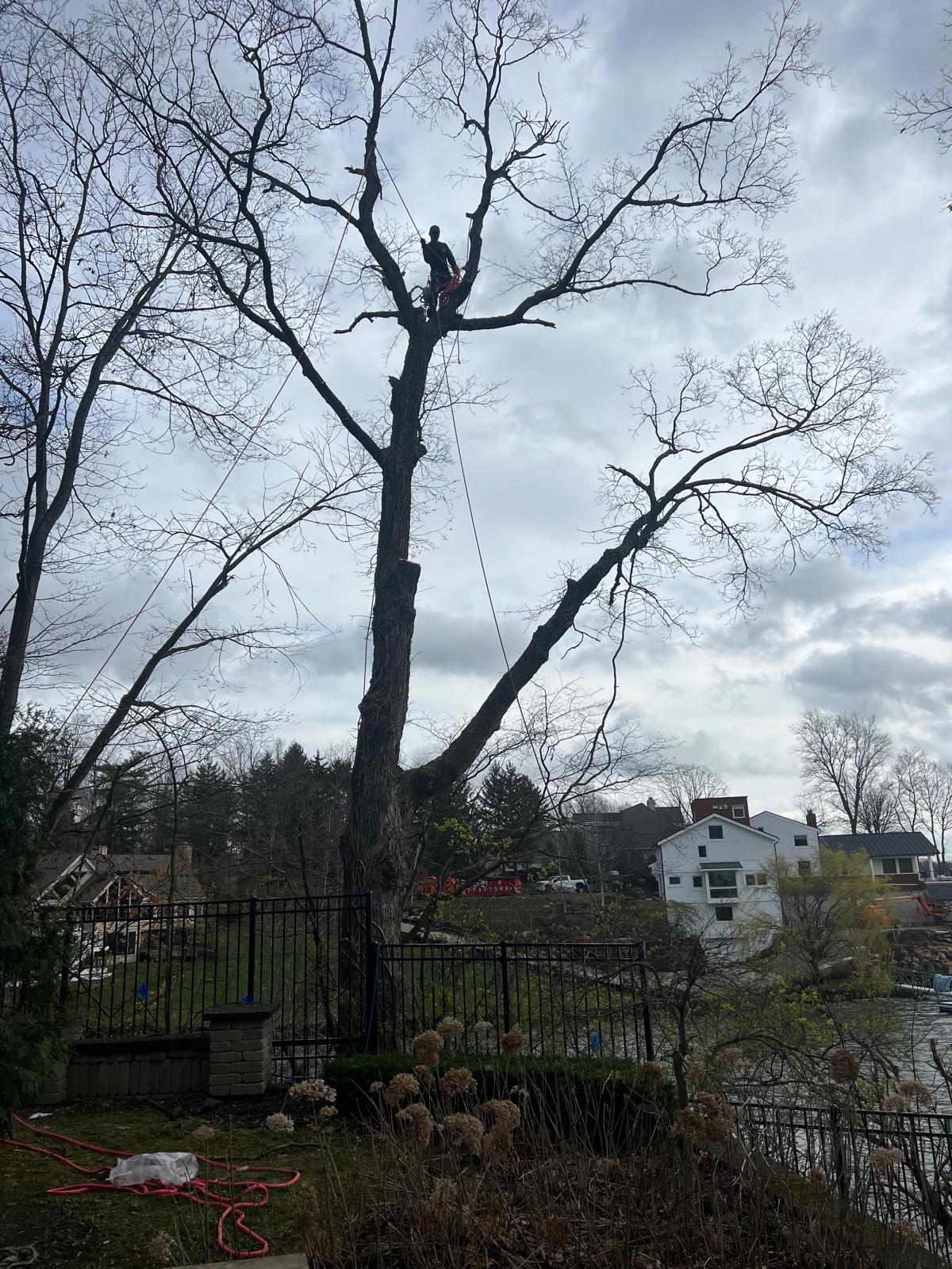 David Tree Service - Tree tapping