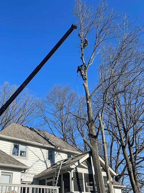 JT Tree Service
Indianapolis, IN 46236
(317) 674-2150